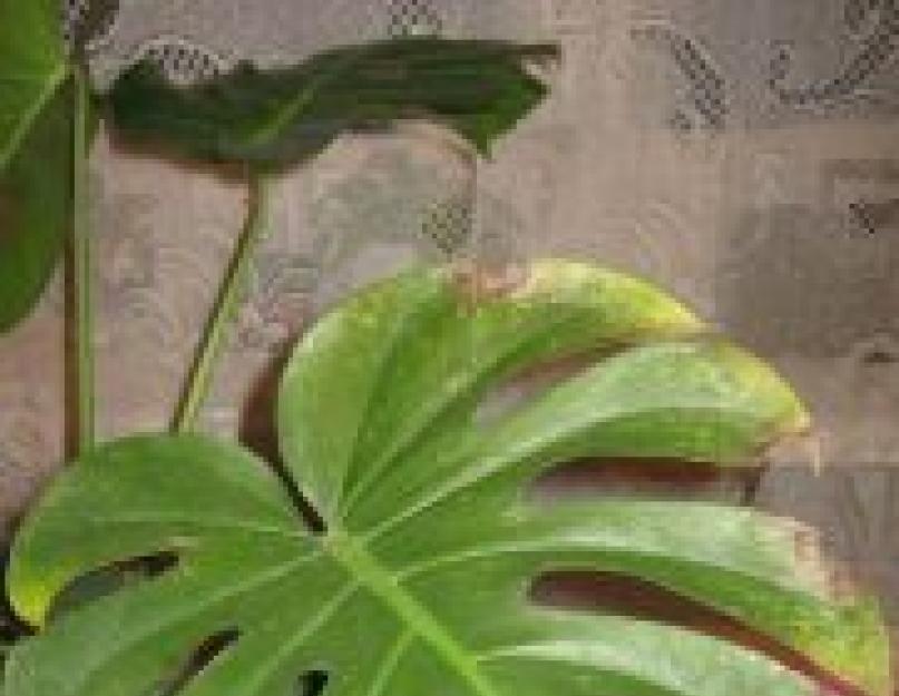 Растение с рваными большими листьями. Цветок монстера, уход в домашних условиях, фото. Время цветения и форма цветка