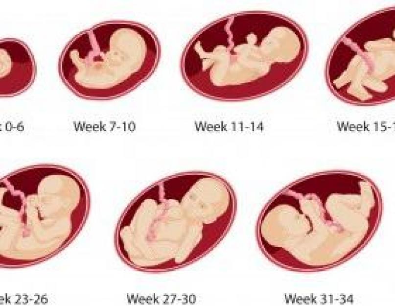 Как рассчитать эмбриональный срок беременности. Как рассчитывается акушерский срок беременности? Что такое эмбриональный срок беременности