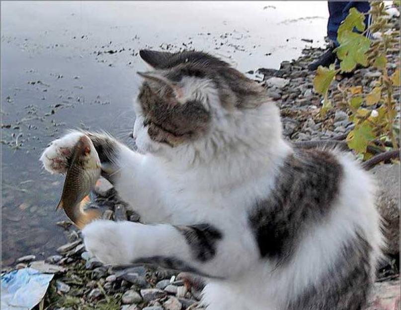 Какую рыбу можно кошкам? Энциклопедия о домашних животных Какую же рыбу кошки любят больше всего, и какой рыбой их предпочтительнее кормить
