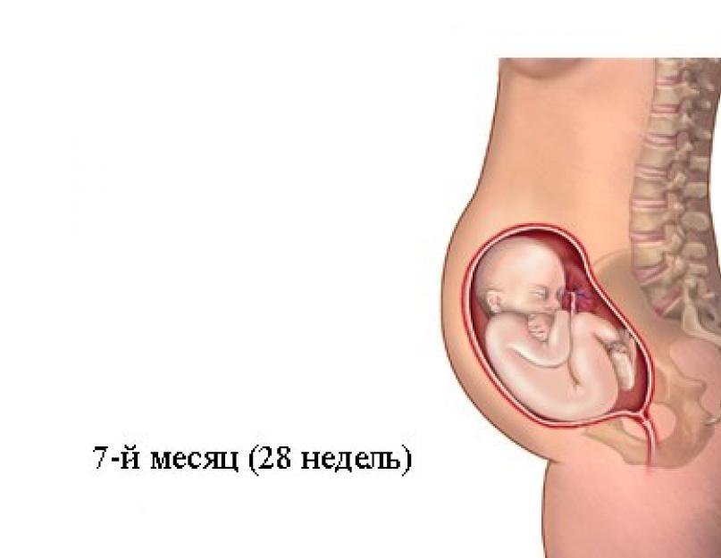 7 месяцев беременности положение плода. Седьмой месяц беременности: развитие плода, обследования и другие особенности. неделя беременности, описание развития плода