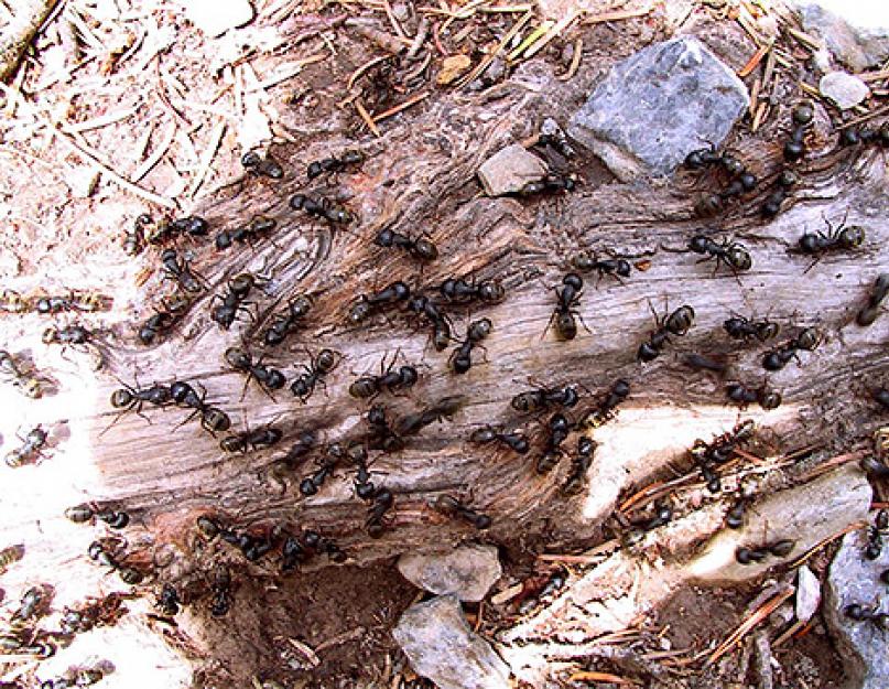 Интересные факты из жизни муравьев. Интересные факты из жизни муравьев Муравьи могут чувствовать неуверенность в себе