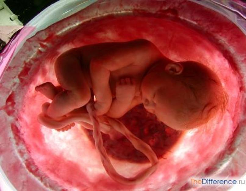 Зародыш становится плодом после образования. Разница между плодом и эмбрионом. Закон индивидуального развития