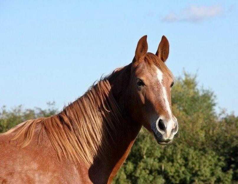 Сколько живет лошадь в домашних условиях и на природе? Сколько лет живут лошади: интересные факты и видео Сколько лет живут пони
