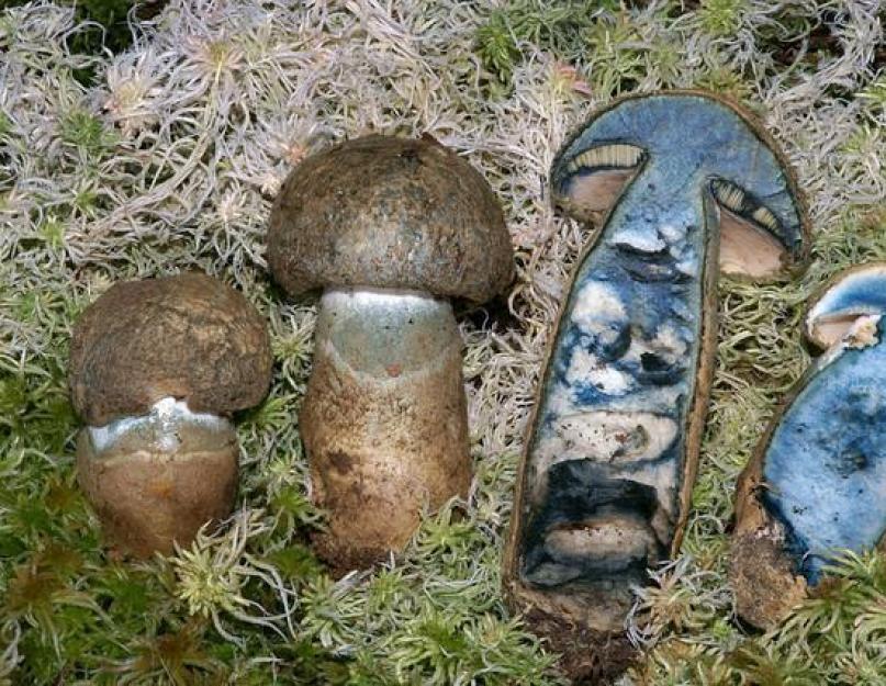 Что делать с синяками грибами. Какие грибы на срезе синеют? Белый гриб синеет на срезе