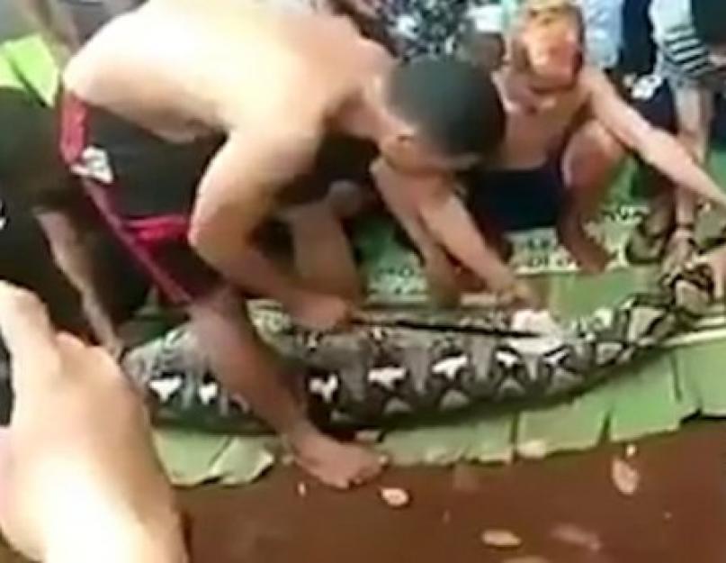 Может ли змея проглотить человека (Впечатлительным не смотреть!). В индонезии питон полностью проглотил женщину Питон проглотил женщину