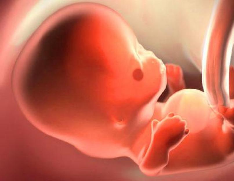 Живот на сроке 8 недель. Развитие эмбриона по дням и неделям. УЗИ, фото малыша