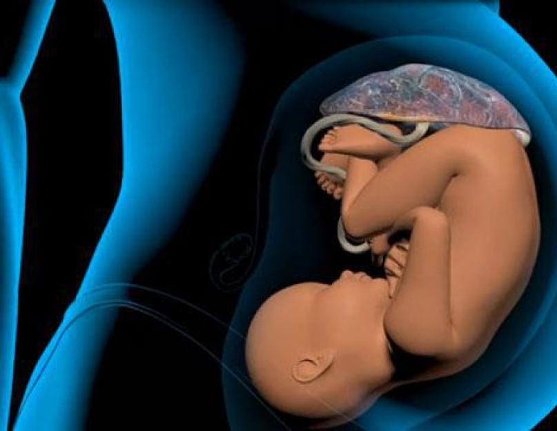 2 3 степень старения плаценты. Степени зрелости плаценты у беременных. Как патологии беременности влияют на раннее созревание последа