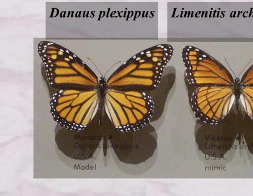 Бабочки-вампиры. Интересные факты о бабочках Какое значение имеет цвет крыльев бабочки