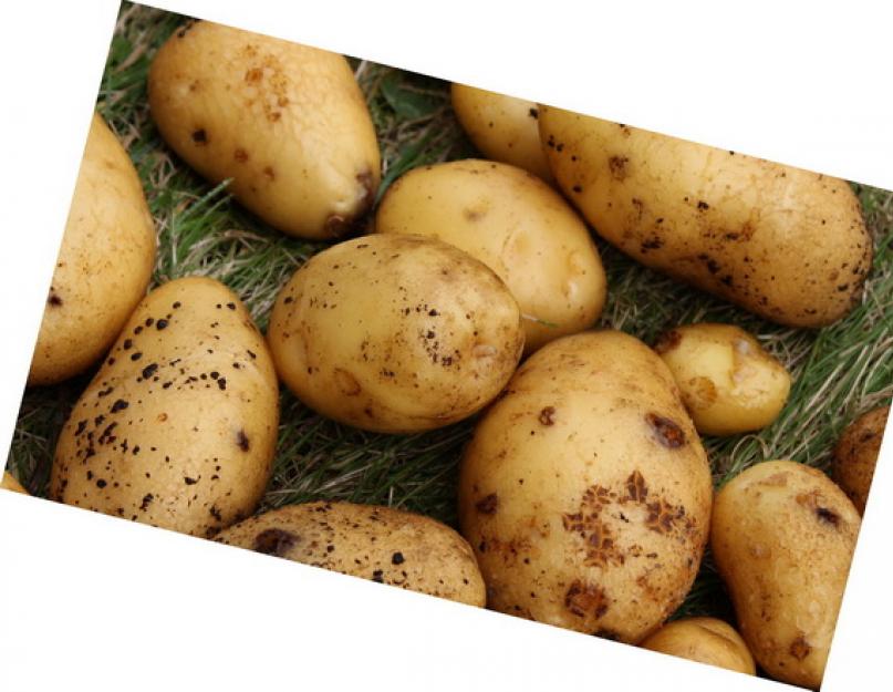 Родина картофеля. История появления картофеля в России. Обрусевший испанец: в какой же всё-таки стране впервые начали выращивать картофель? Как появилась картошка из какой страны