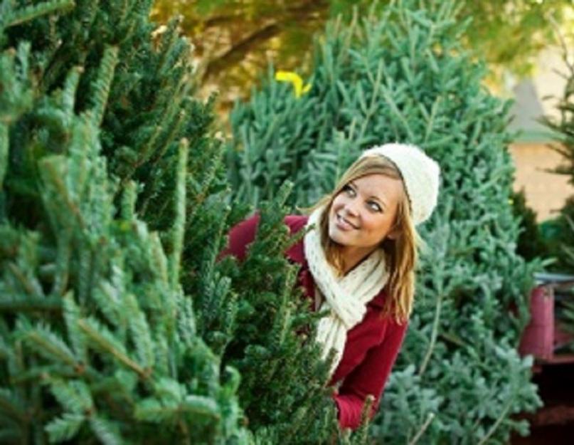 Как хранить живую или искусственную новогоднюю елку. Как правильно сохранить живую новогоднюю елку дома Как сохранить елку подольше зеленой