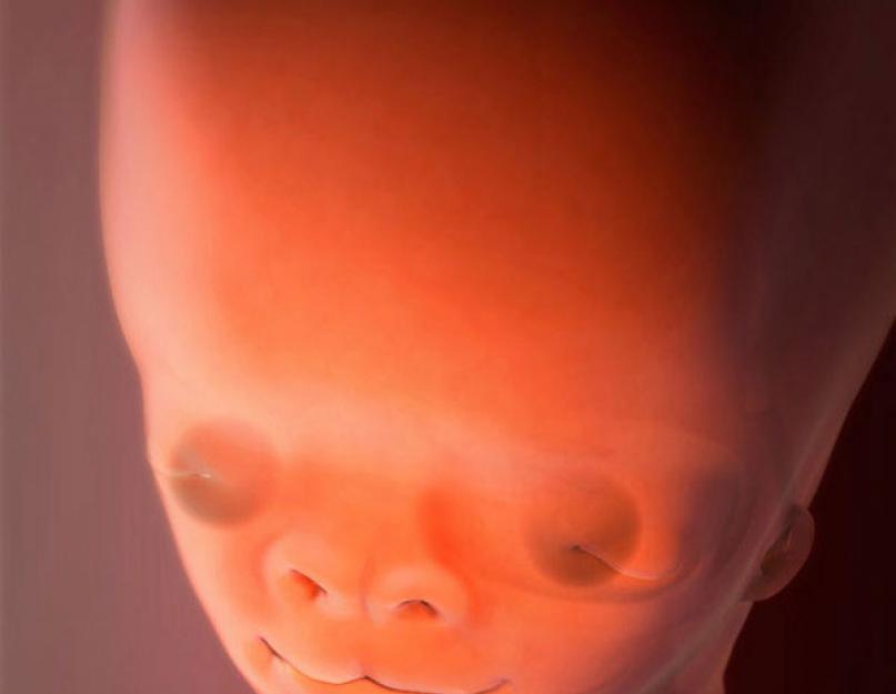 Девятая акушерская неделя беременности: что происходит, ощущения, развитие плода. Развитие эмбриона по дням и неделям Как выглядит эмбрион на 9 неделе беременности