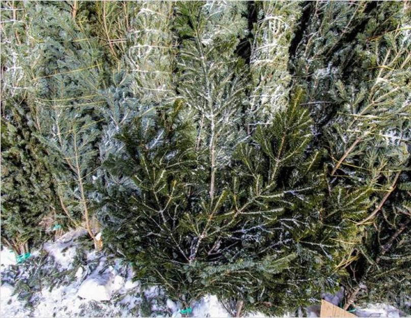 Оформление елки на новый год. Как украсить новогоднюю елку (40 фото): необычное и традиционное оформление. Стили оформления новогодней елки