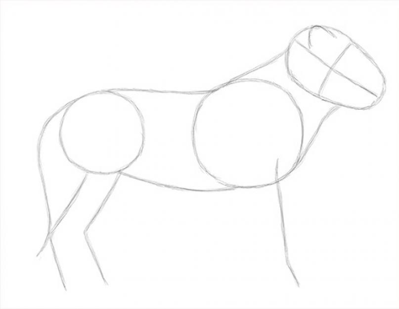 Рисунок лев и собачка толстой. Как нарисовать льва карандашом поэтапно. Как нарисовать льва карандашом поэтапно для начинающих