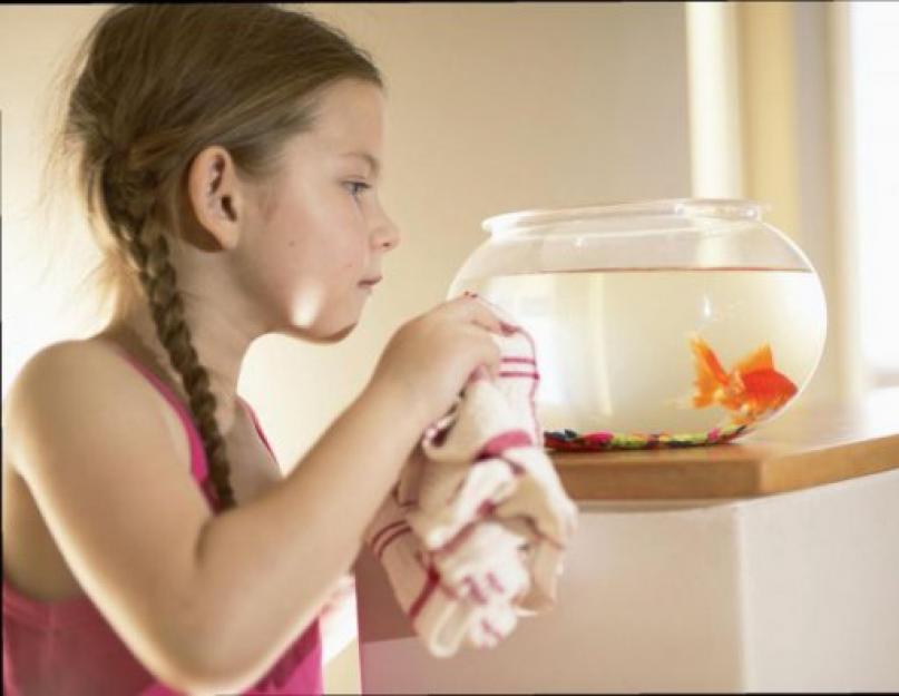 Какие рыбки лучше чистят аквариум. Чем можно мыть аквариум внутри. Еженедельное мытье и чистка аквариума