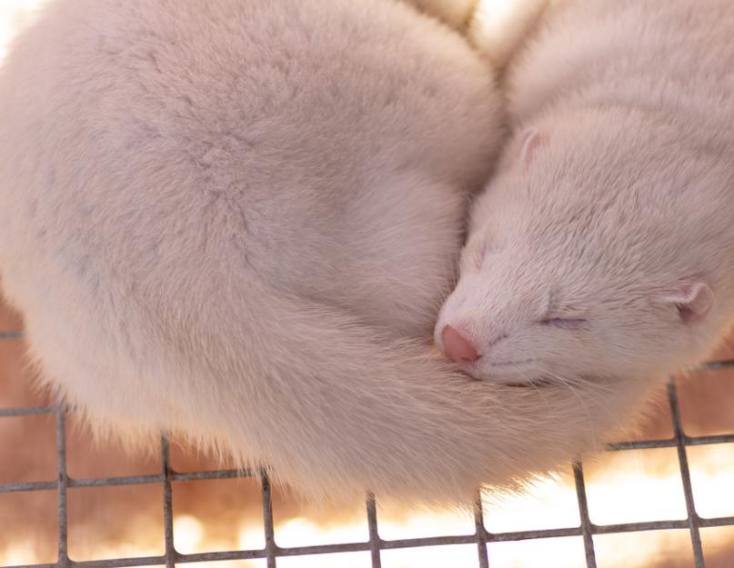 Types of fur mink for fur coats