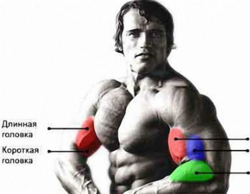 Hur man mäter armvolym.  Vi mäter bicepsens volym - vi tar de korrekta måtten.  Handskstorlekar för kvinnor