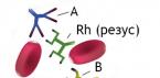 What are the features of the second positive blood group? The second positive blood group in both