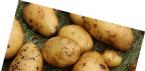 Historien om utseendet av potatis i Ryssland