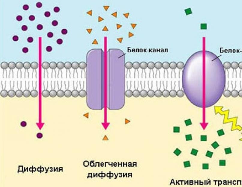 What is a membrane in biology definition. Membrane fabric description