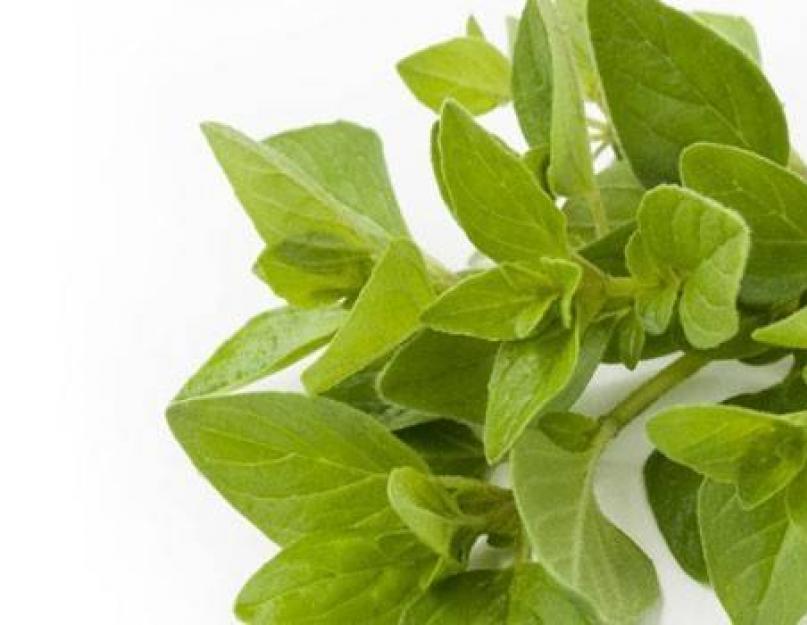 How to replace oregano in cooking.  Dried oregano (Oregano) - what is it?  Caution should be exercised when consuming this plant in any form.