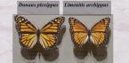 Цікаві факти про метеликів Яке значення має колір крил метелика