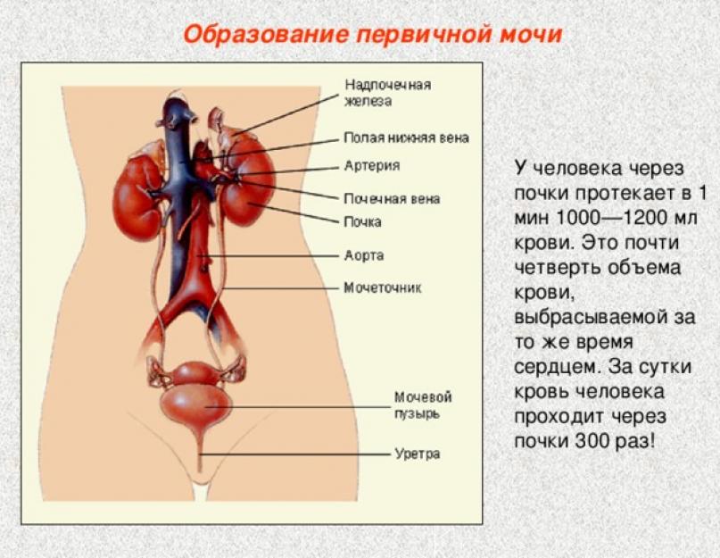 The filtration phase of urine occurs in the capsules of the kidneys.  Passage of urine.  Stages and mechanism of education