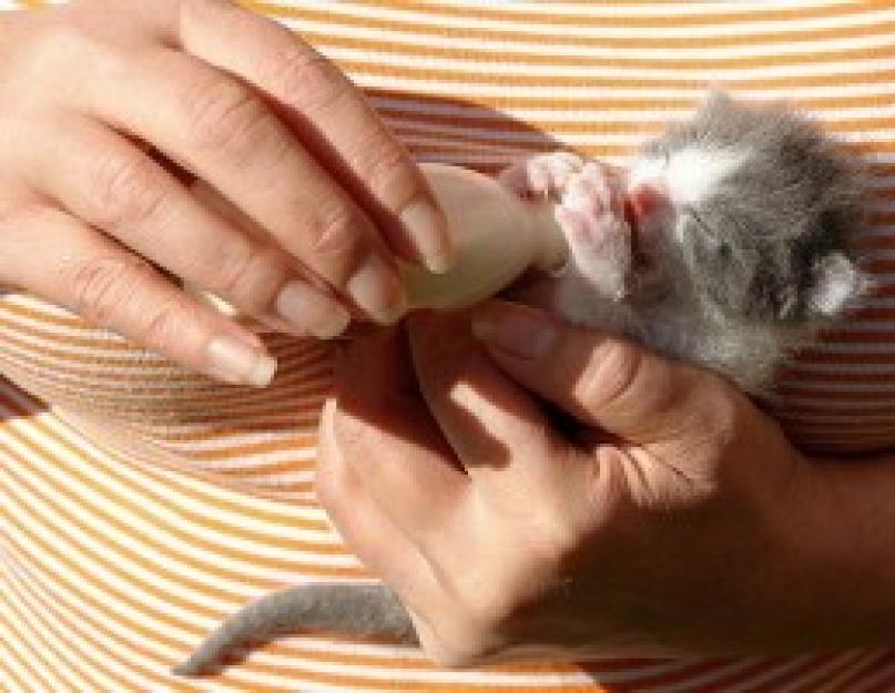 You can feed your kitten with baby food. Feeding newborn kittens