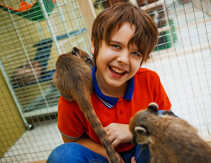Visita gli animali.  Terapia Nyasha.  I cinque posti migliori dove abbracciare i più teneri e teneri Zoo toccante “Pet the Raccoon”